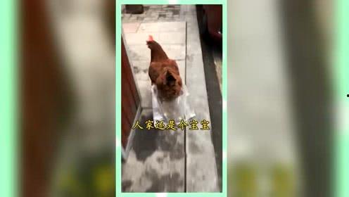 吃瓜群众娱乐版下载,揭秘网络围观文化的狂欢与反思
