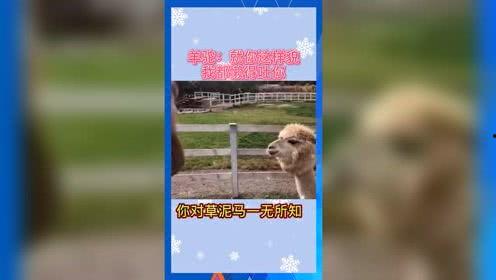 吃瓜群众娱乐版下载,揭秘网络围观文化的狂欢与反思