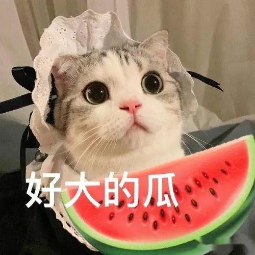 娱乐吃瓜小猫咪小说免费阅读,娱乐圈风云录