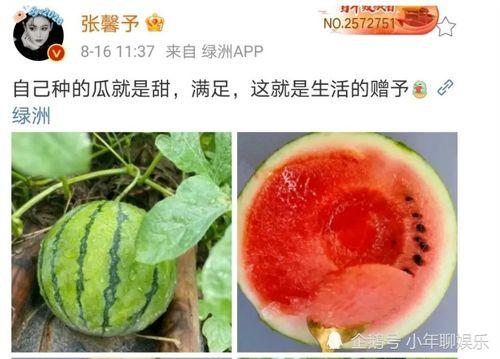 浮云娱乐吃瓜,揭秘娱乐圈最新吃瓜事件