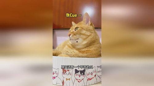吃瓜猫娱乐,揭秘娱乐圈幕后故事，带你领略明星真实生活