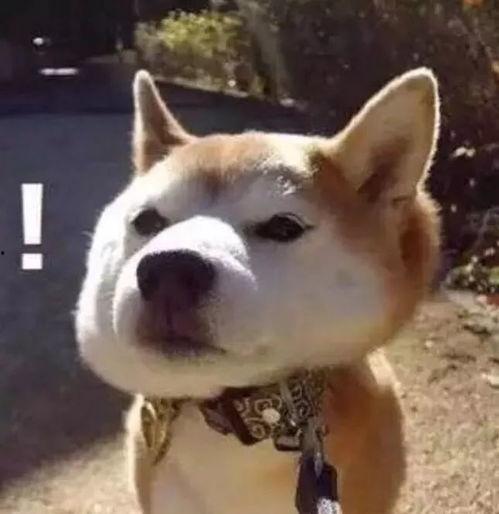 傻狗的日常娱乐吃瓜君,吃瓜君带你领略娱乐圈的欢乐瞬间